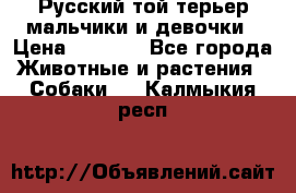 Русский той-терьер мальчики и девочки › Цена ­ 8 000 - Все города Животные и растения » Собаки   . Калмыкия респ.